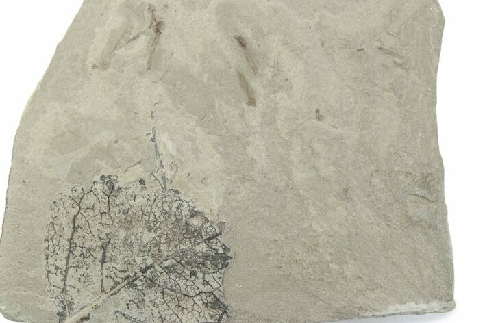 Fossil Distylium Leaf with Crane Flies - Utah #377157